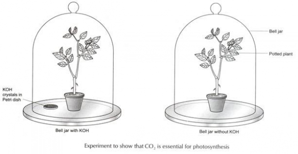 carbon-dioxide-and-photosynthesis-free-zimsec-revision-notes-and-past