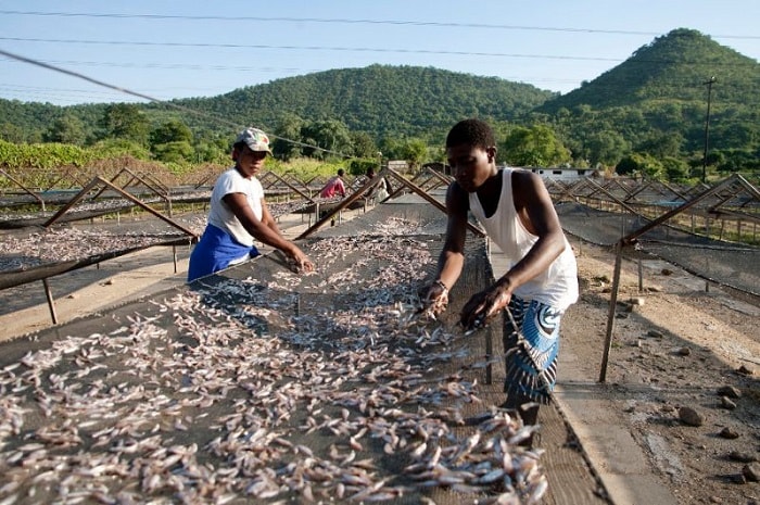 Inland fresh water fishing - Free ZIMSEC & Cambridge Revision Notes