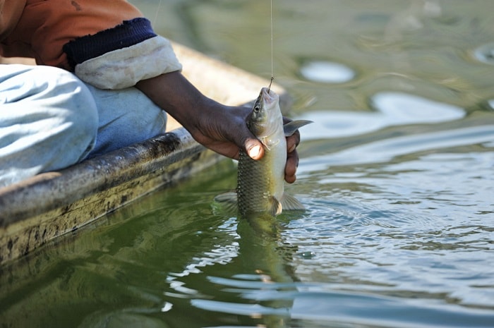 Pond Aquaculture Advantages And Disadvantages