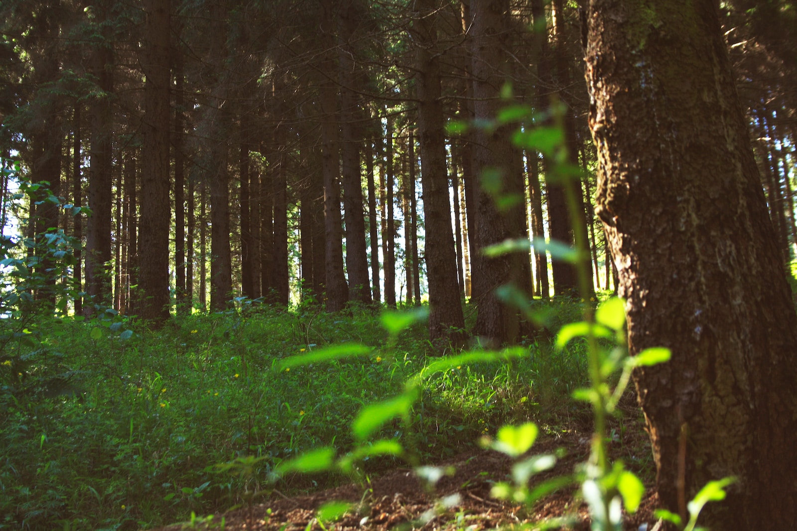 green grass and brown trees